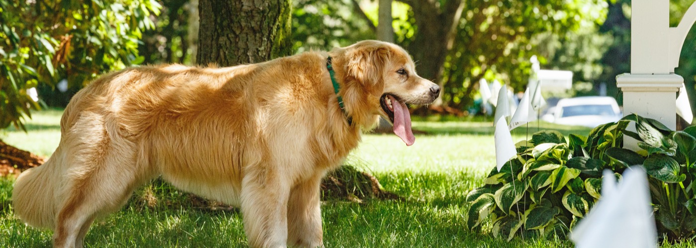 Outdoor Hidden Dog Fences DogWatch of Winchester